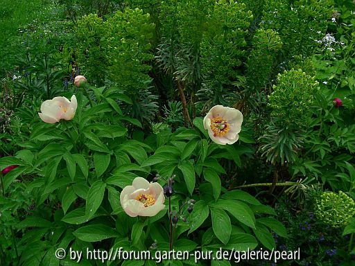 Paeonia Frau F Laub