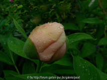 Paeonia Frau F Knospe