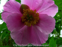 Paeonia veitchii 3