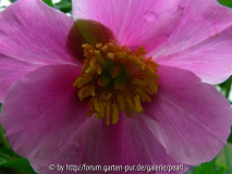 Paeonia veitchii 4