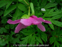 Paeonia veitchii 1