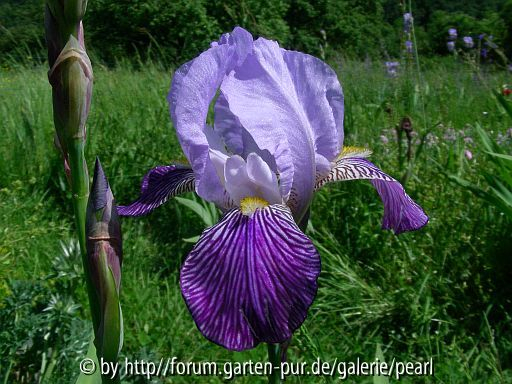 Iris Neglecta [Stuttgart] H