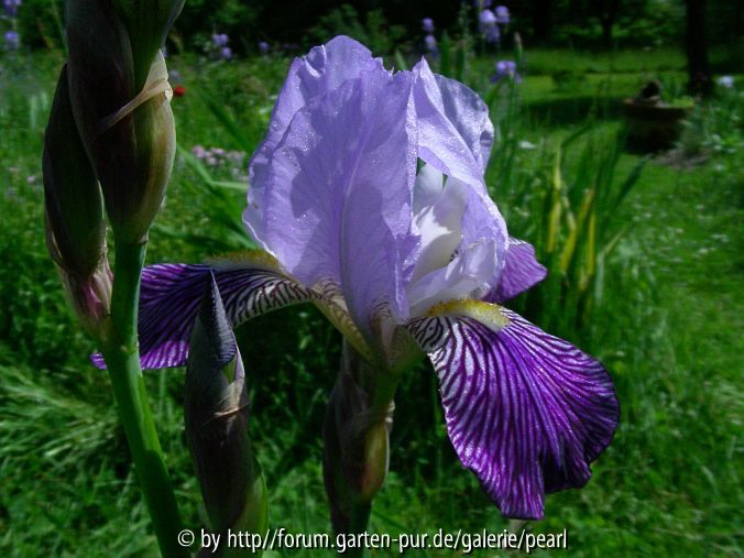 Iris Neglecta [Stuttgart] D