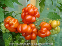 reisetomate-reif.jpg