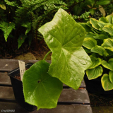 Podophyllum mairei???