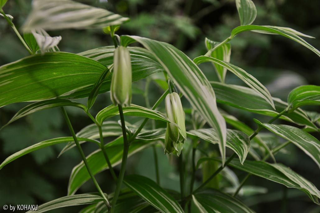Disporum sessils Variegatum