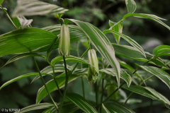 Disporum sessils Variegatum