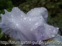 iris blue sapphire 3.jpg
