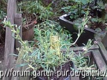 nachtdufter 2.jpg