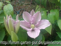 clematis silver moon.jpg
