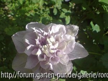 clematis louise rowe~0.jpg