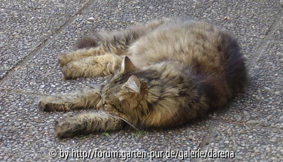 Häsi chillt