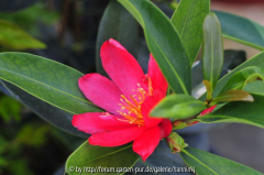 Camellia changii 2009_1