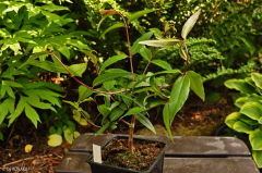 Fuchsia hatschbachii