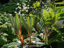 Rh. macabeanum II