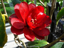japonica 'Kuro-tsubaki'