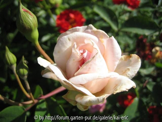 falsche souvenir de mme sablayrolles - papillon