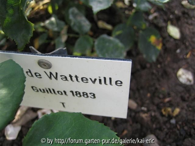 mme de watteville sgh 2008 etikett
