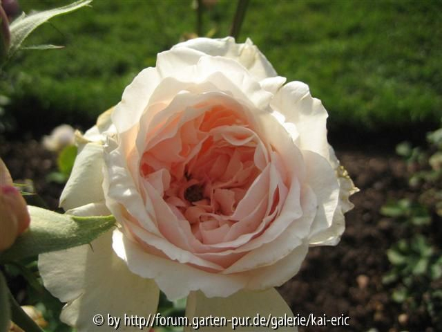 mme de watteville sgh 2008 blüte