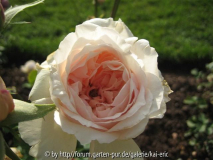 mme de watteville sgh 2008 blüte