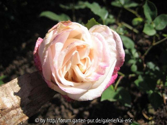mme de watteville pedersen 2009 blüte