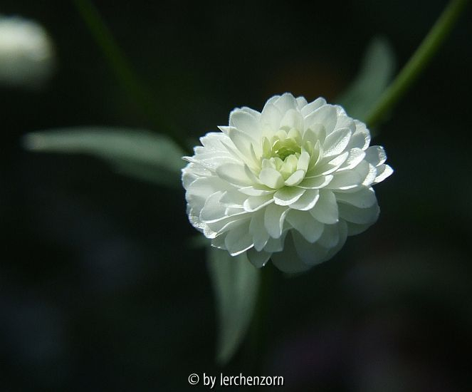 Eisenhutblättriger Hahnenfuß, gefülltblühend(Ranunculus aconitifolius 