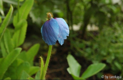 meconopsis x sheldonii2