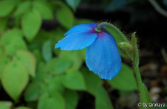 meconopsis x sheldonii