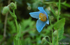 meconopsis benocifolia2