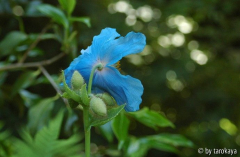 meconopsis benocifolia