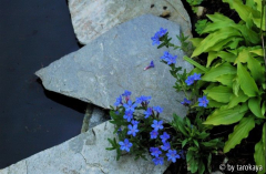 lithodora 'heavenly blue'
