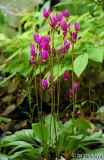 dodecatheon