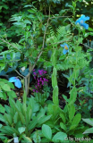 beide meconopsis