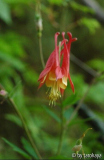 aquilegia rot-gelb