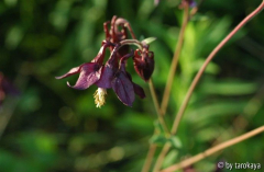 aquilegia dunkellila