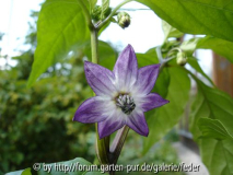 Blüte von Czechoslovakian Black