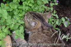 Moppi im Katzenminzerausch