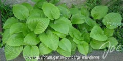 Hosta-Methusalem