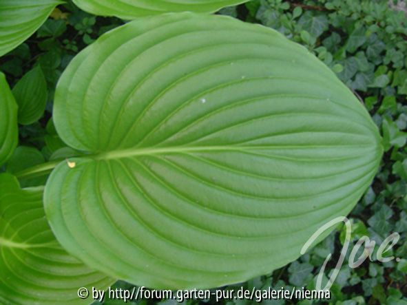 Hosta-Methusalem Einzelblatt
