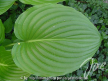 Hosta-Methusalem Einzelblatt