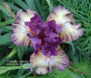 Dandy Candy Aufsicht