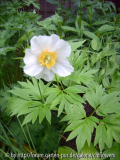 Paeonia emodii