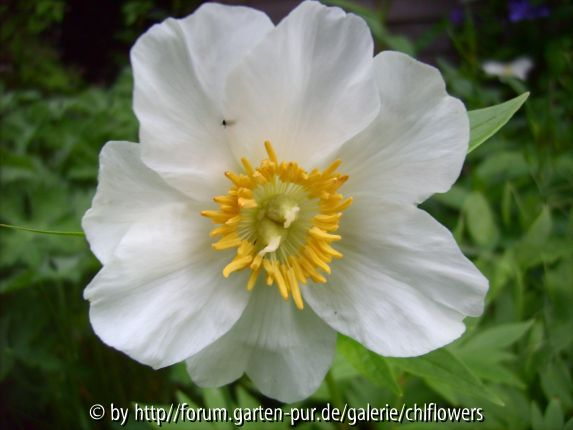 Paeonia emodii Blüte