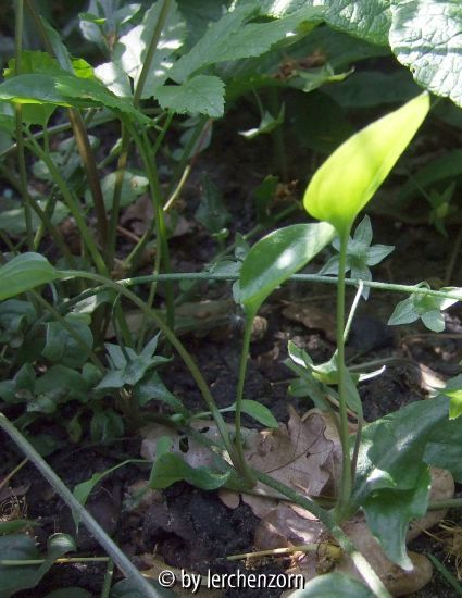 Gedenkemein (Omphalodes cappadocica) - Stängelbrut