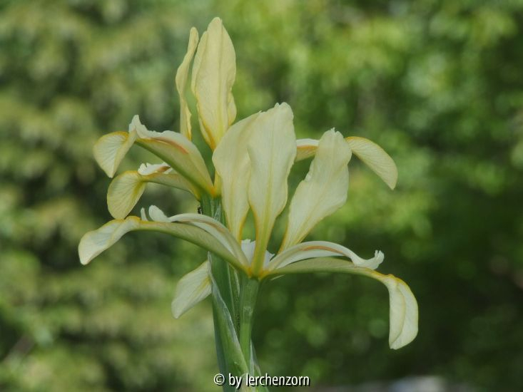 Salzwiesen-Iris (Iris halophila)
