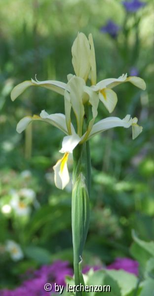 Salzwiesen-Iris (Iris halophila)