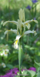 Salzwiesen-Iris (Iris halophila)