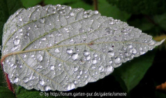 Rubus phoenicolasius Blattunterseite