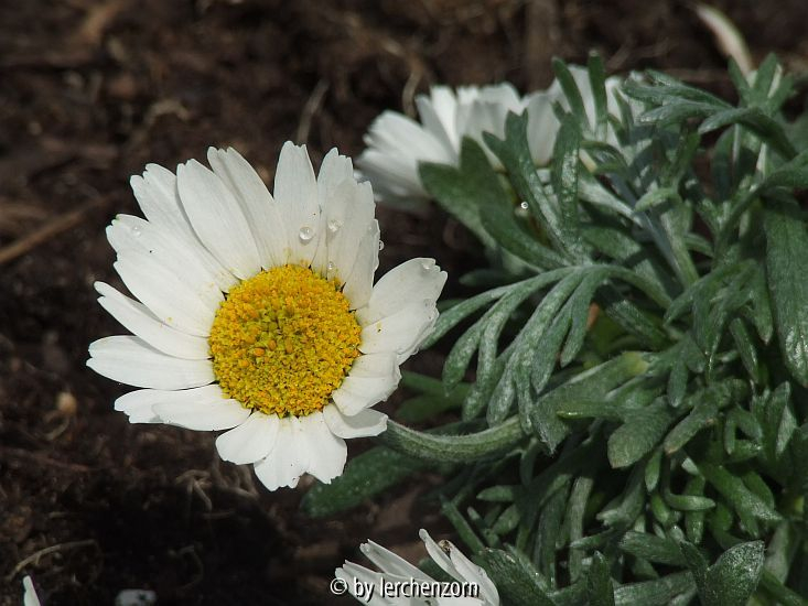 Rhodanthemum hosmariense