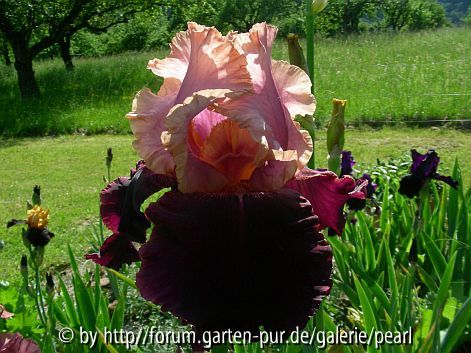 Oh Jamaica 1995 Schreiner H